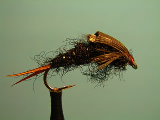 Black Stone Fly (8)